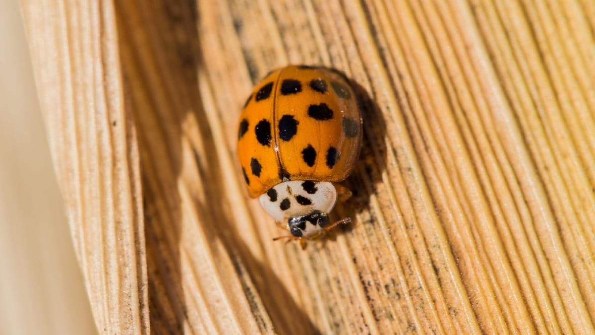 orange ladybirds poisonous