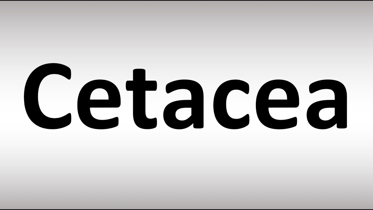 cetaceans pronunciation