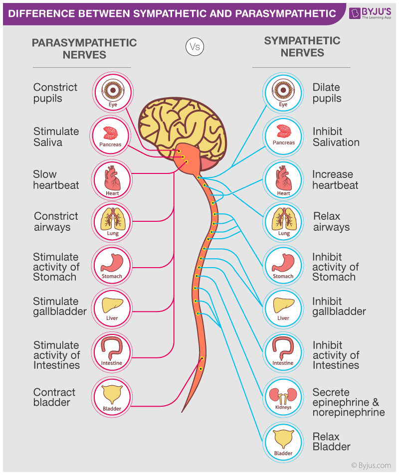 parasympathetic meaning in tamil