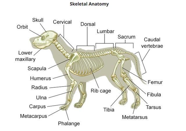 diagram of a dog skeleton