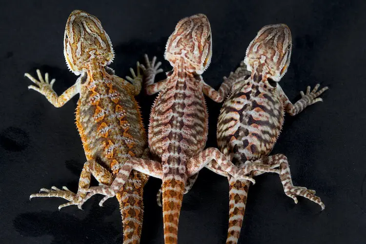 different types of bearded dragons