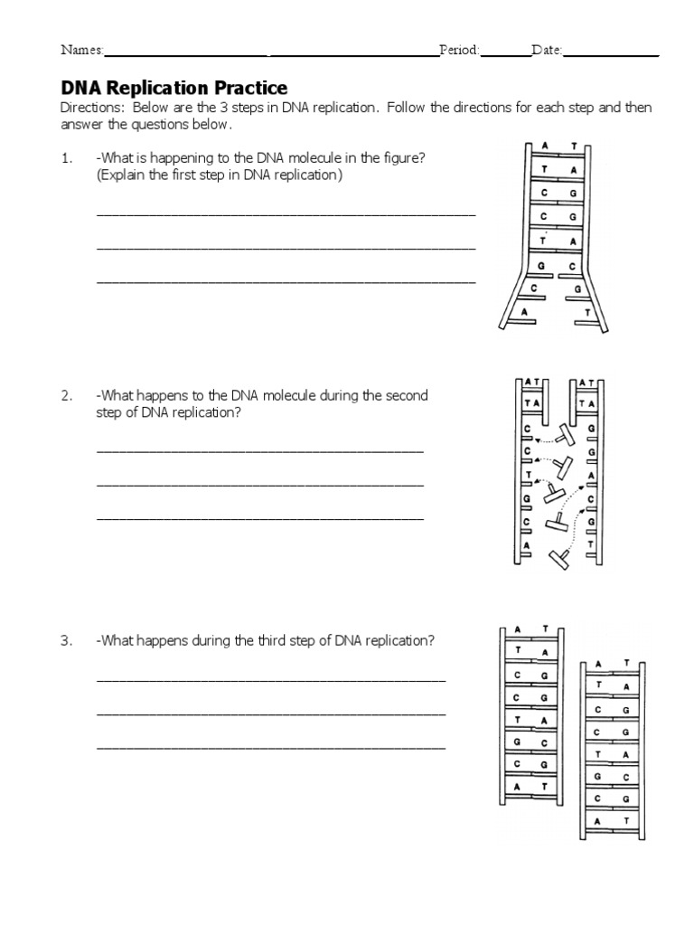 dna replication review worksheet