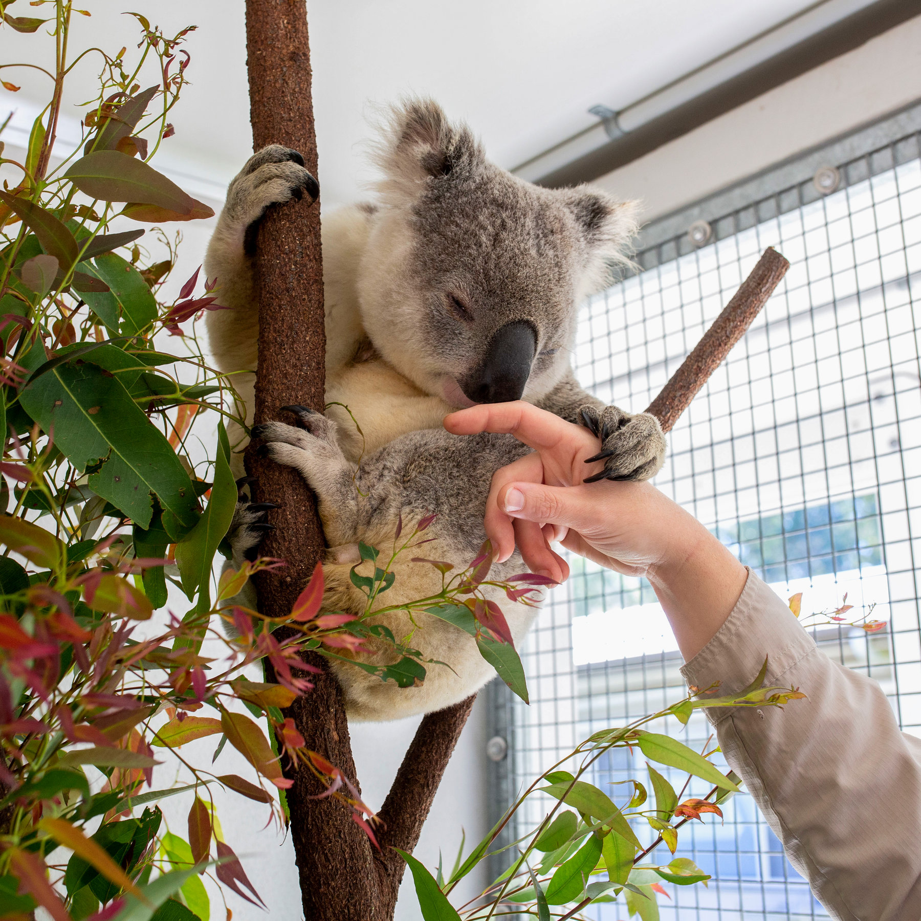 do koala bears have chlamydia