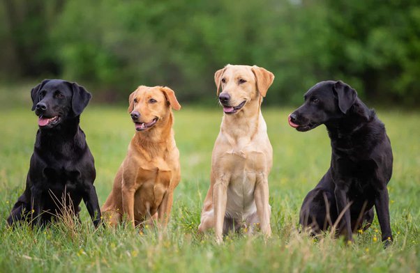 do lab retrievers shed