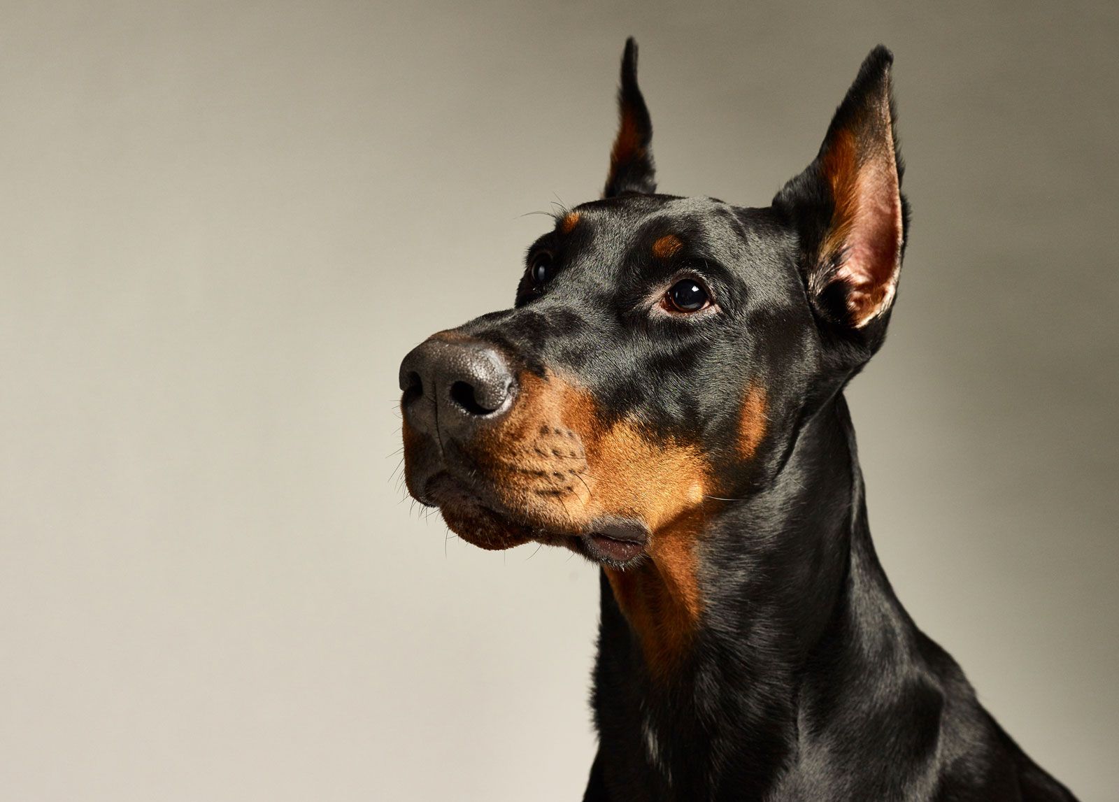 doberman images