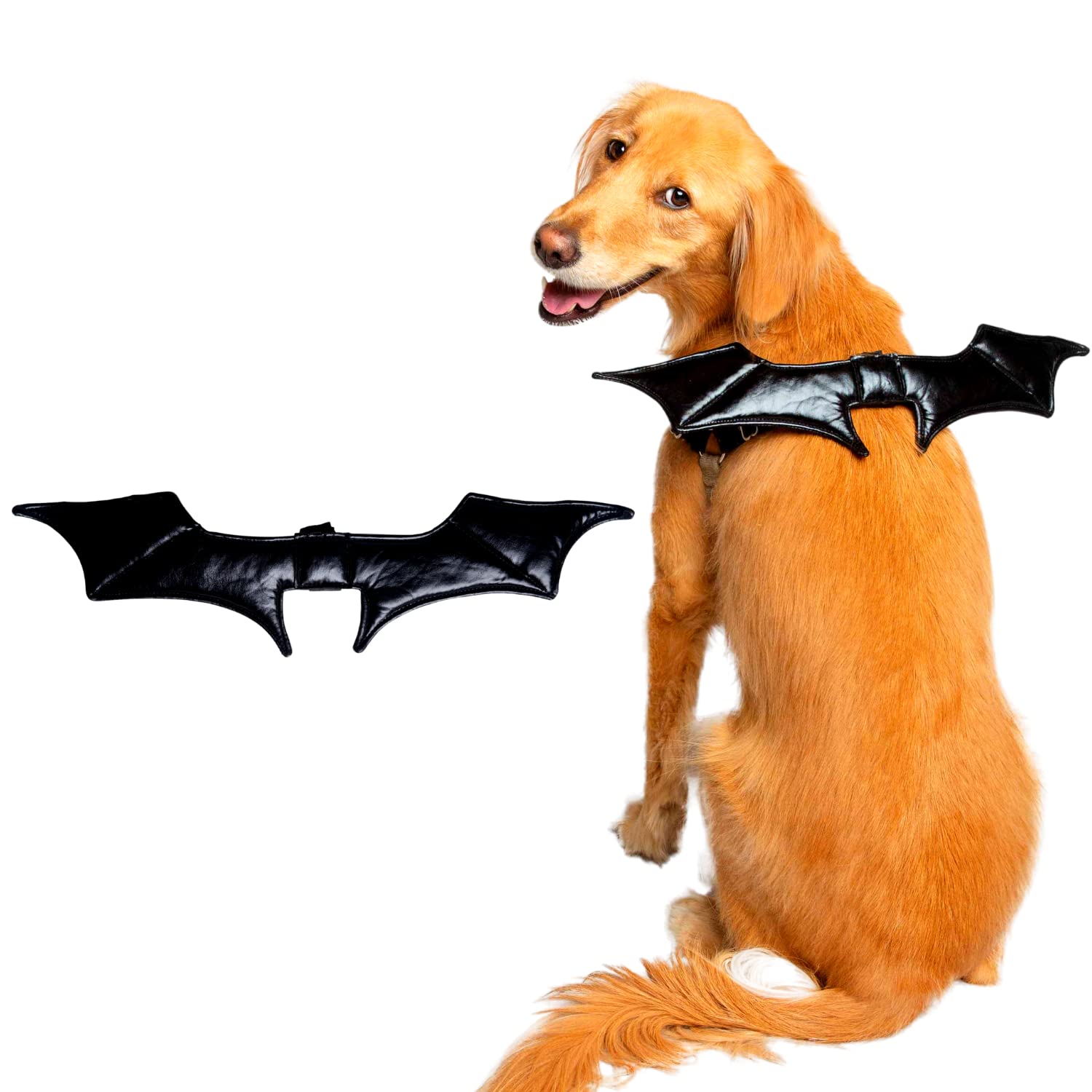 dog bat wings