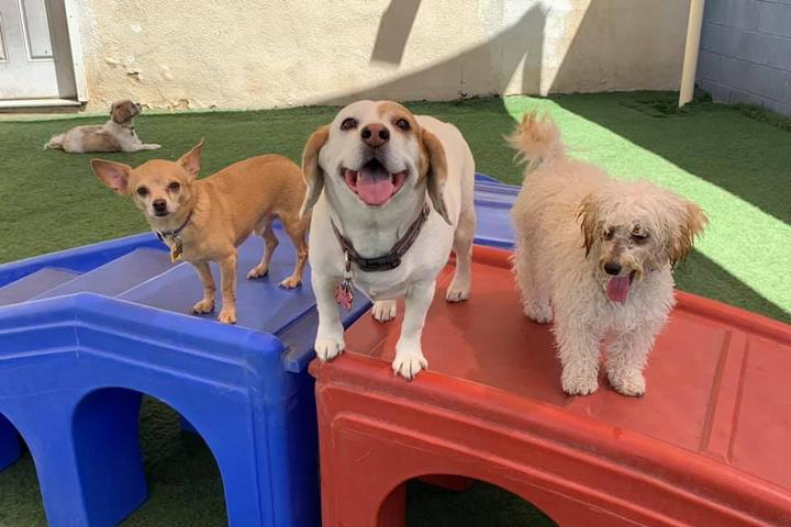 dog daycare newport beach