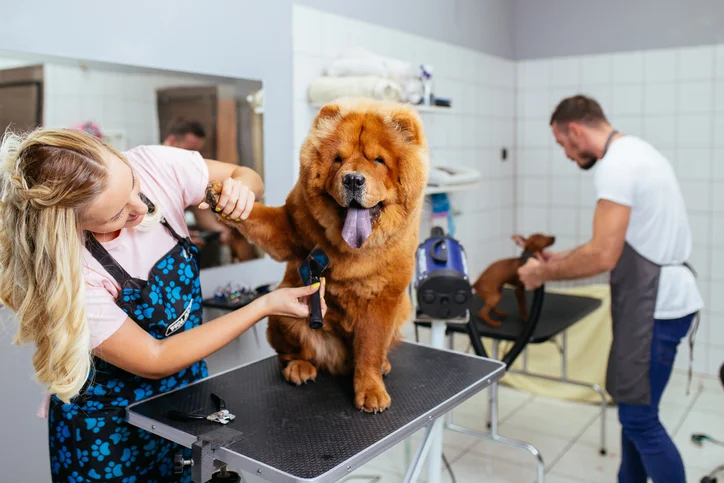 dog grooming jobs near me