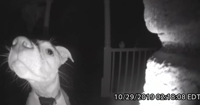 dog rings doorbell meme