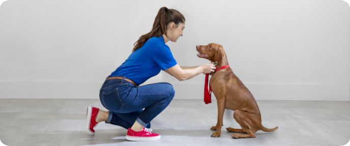 dog training at pet smart