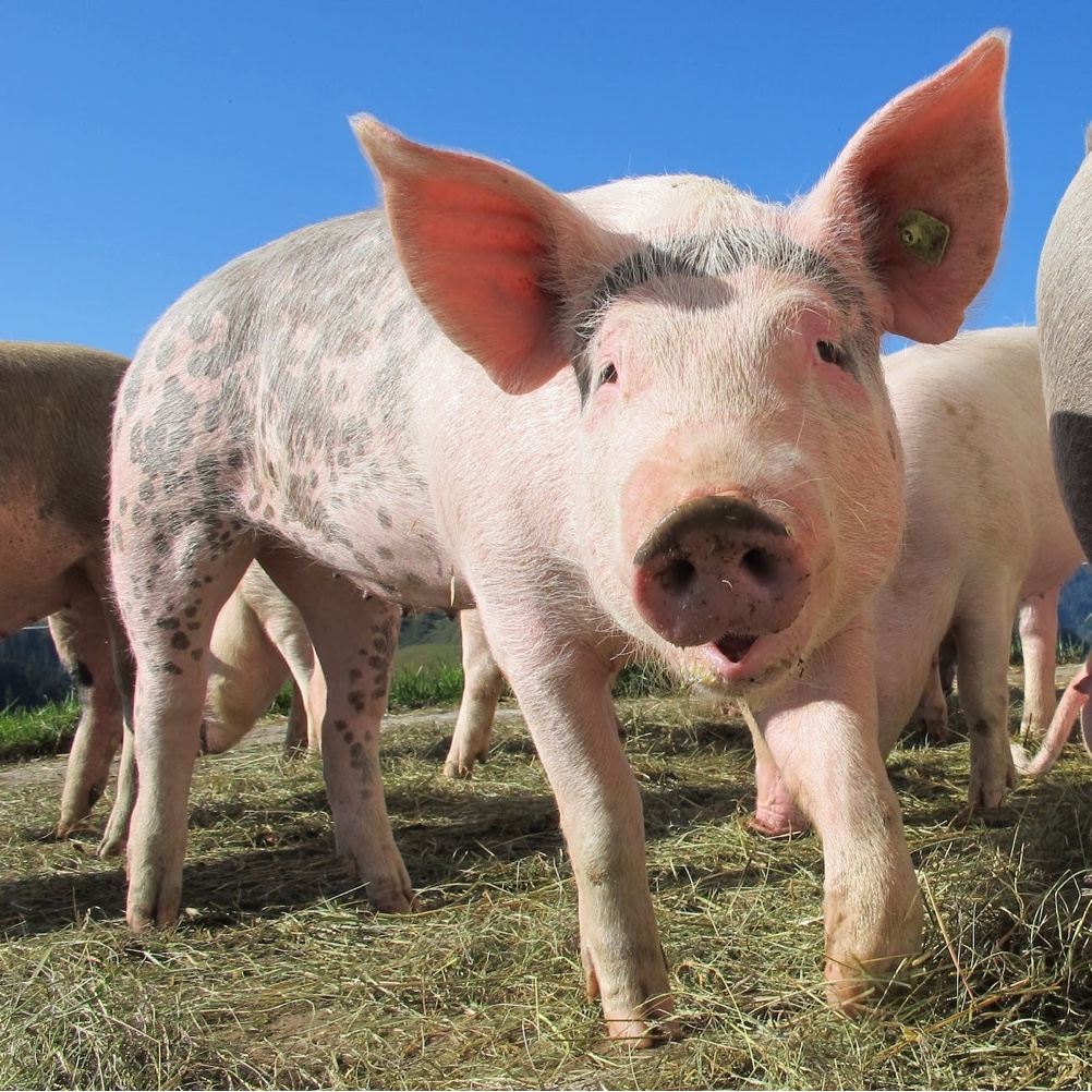 domuz eti neden haram bilimsel