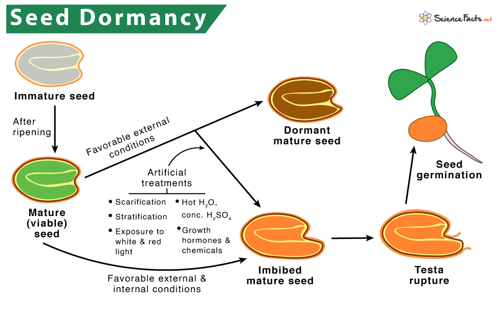 dormancy meaning in telugu