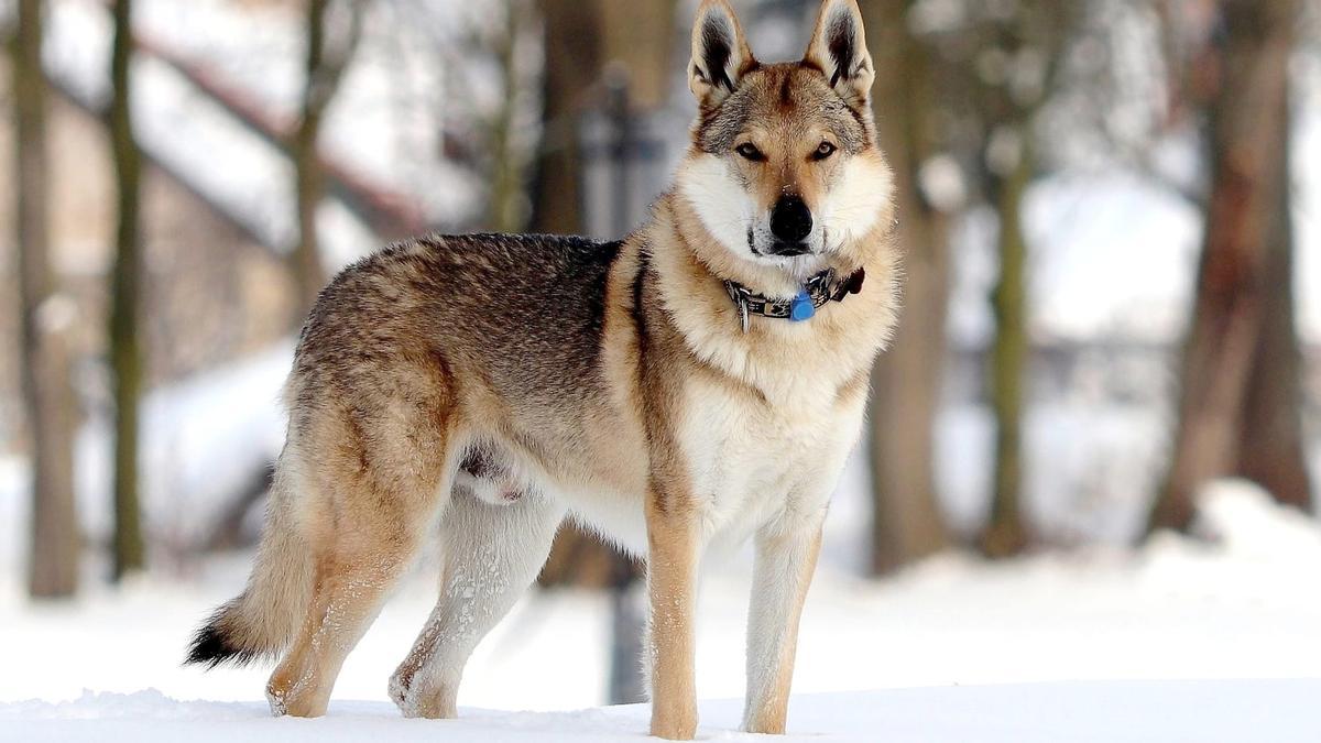 venta perro lobo