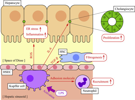 kuffer cells