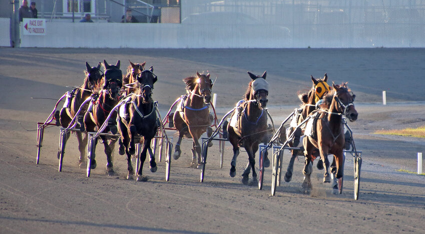 harness racing entries