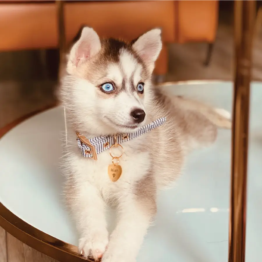 pomsky for sale