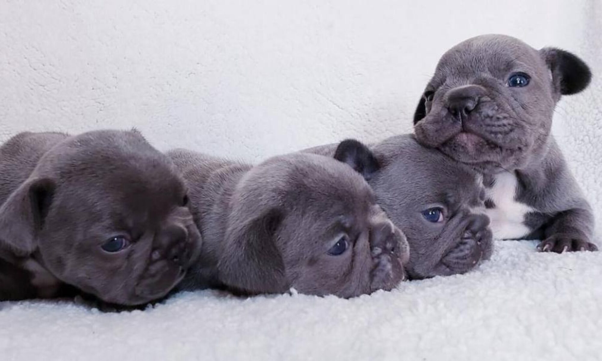 french bulldog breeders ct