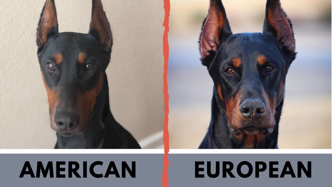 european doberman vs american doberman