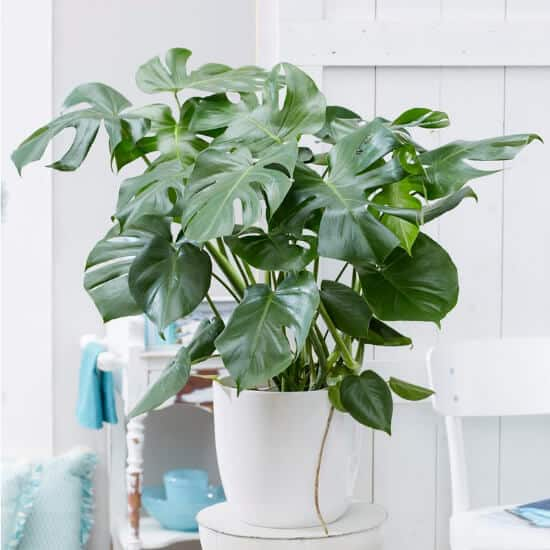 home depot plants online