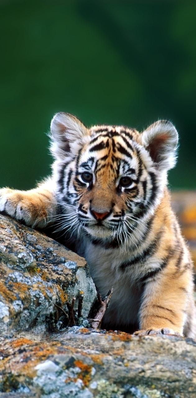 cute baby tiger