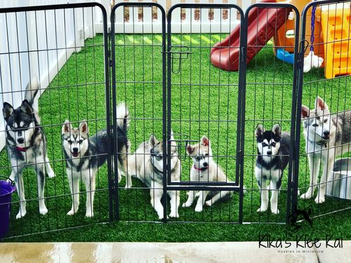 klee kai size