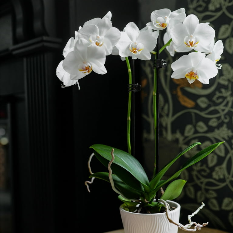 orchid plant walmart