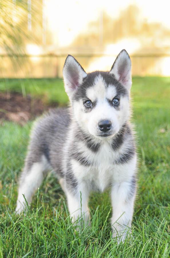 husky puppies for sale near me