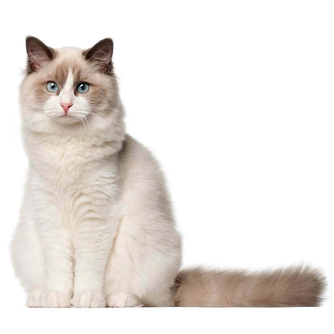 ragdoll cat pictures