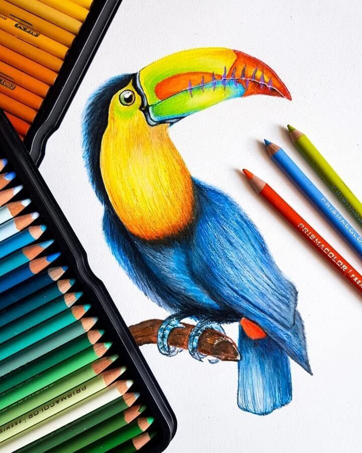 easy colored pencil drawings of animals