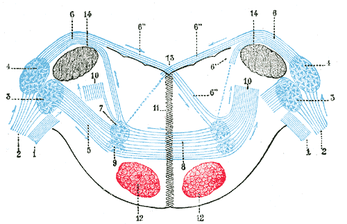 dorsal cochlear nucleus