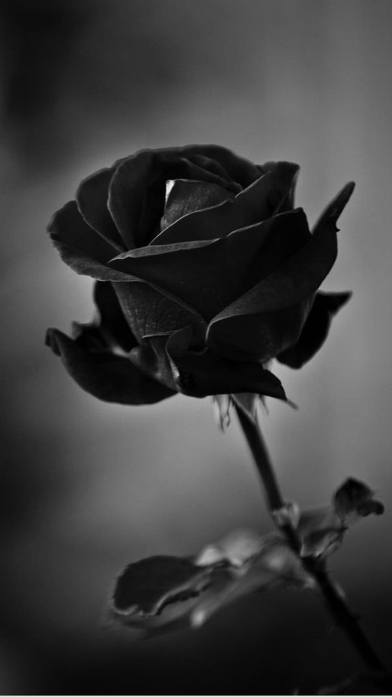 black rose images hd