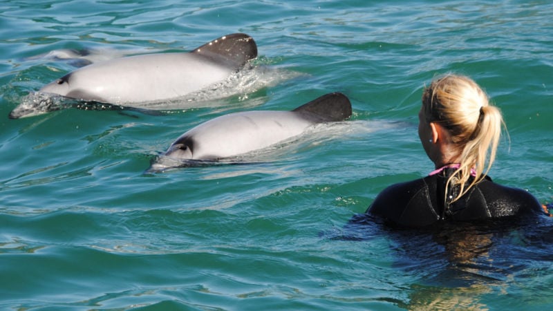 akaroa dolphin cruise