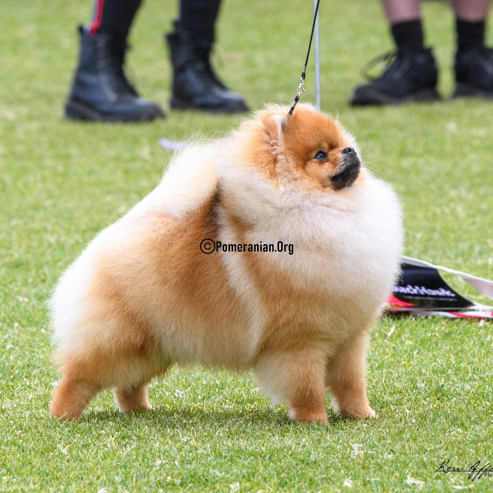 pomeranian life span