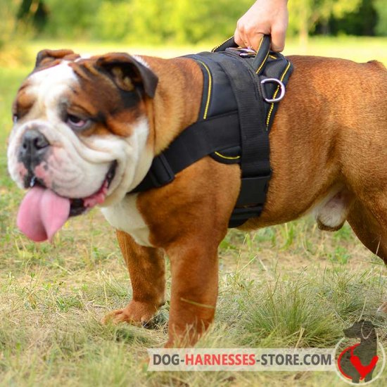 english bulldog harness