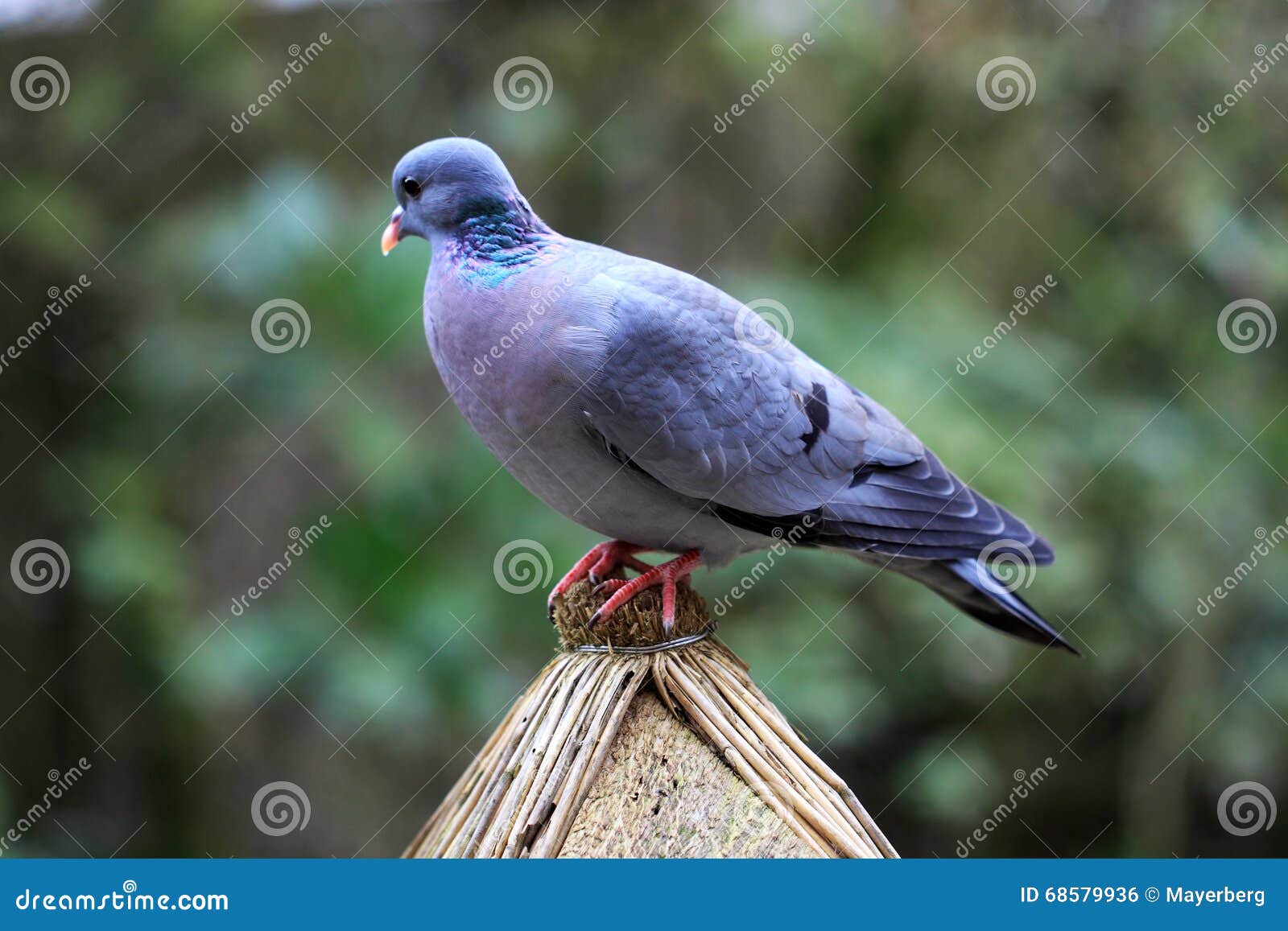 european pigeon