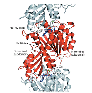 protein ftsz