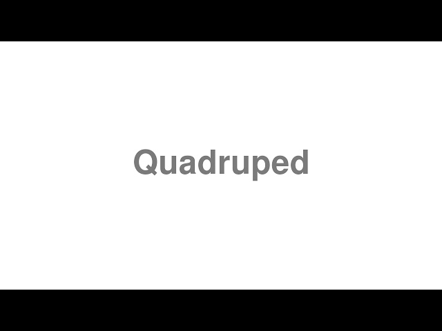 quadruped pronunciation