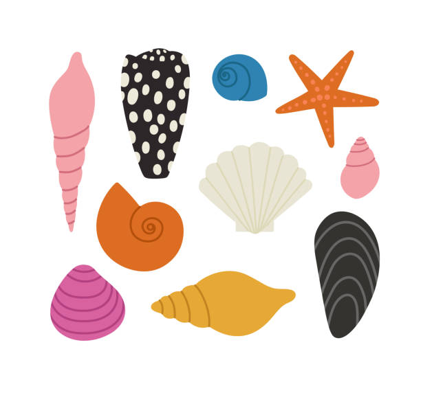 seashell clipart