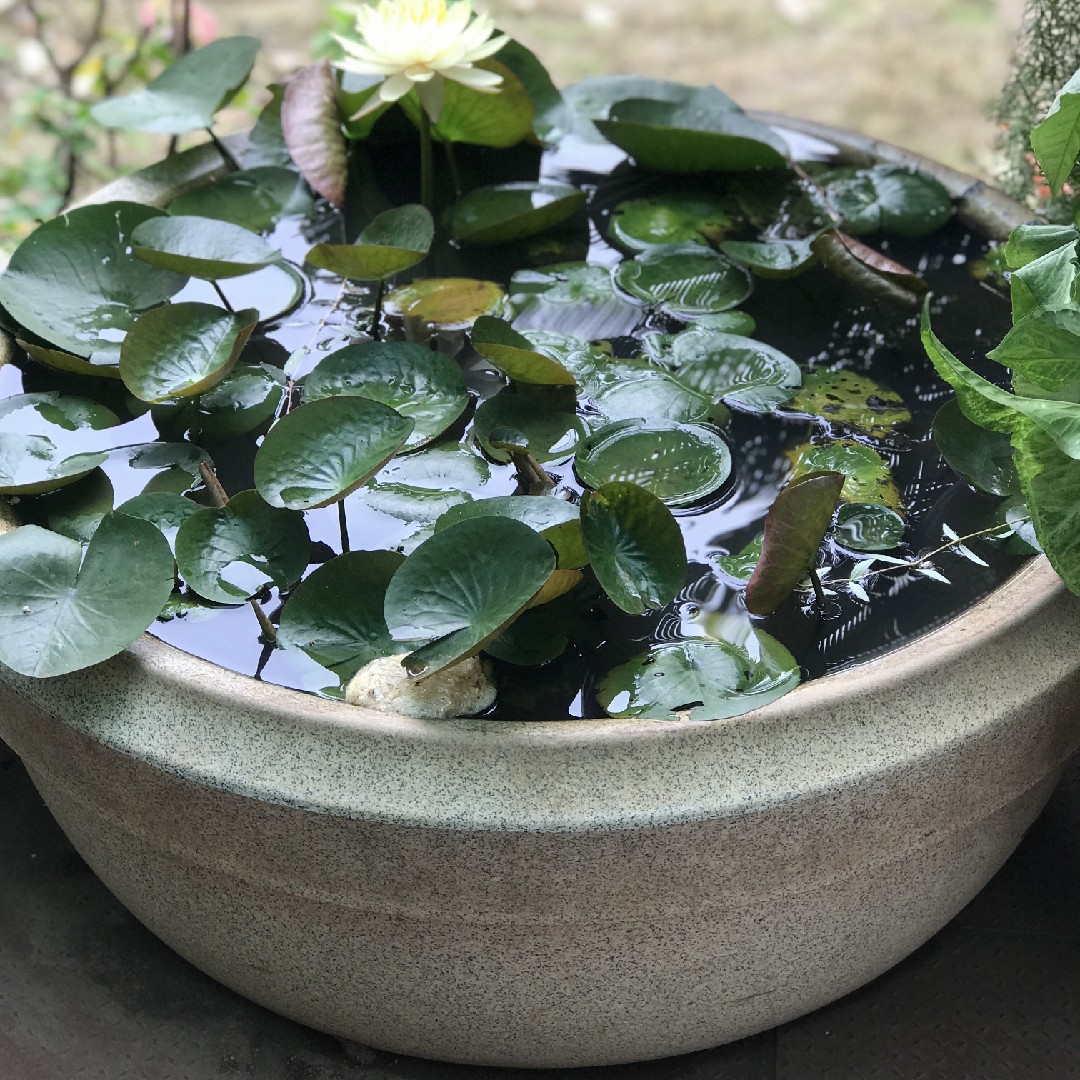 lotus pots online india