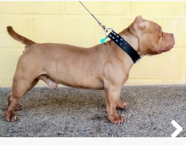 american bully adoptar