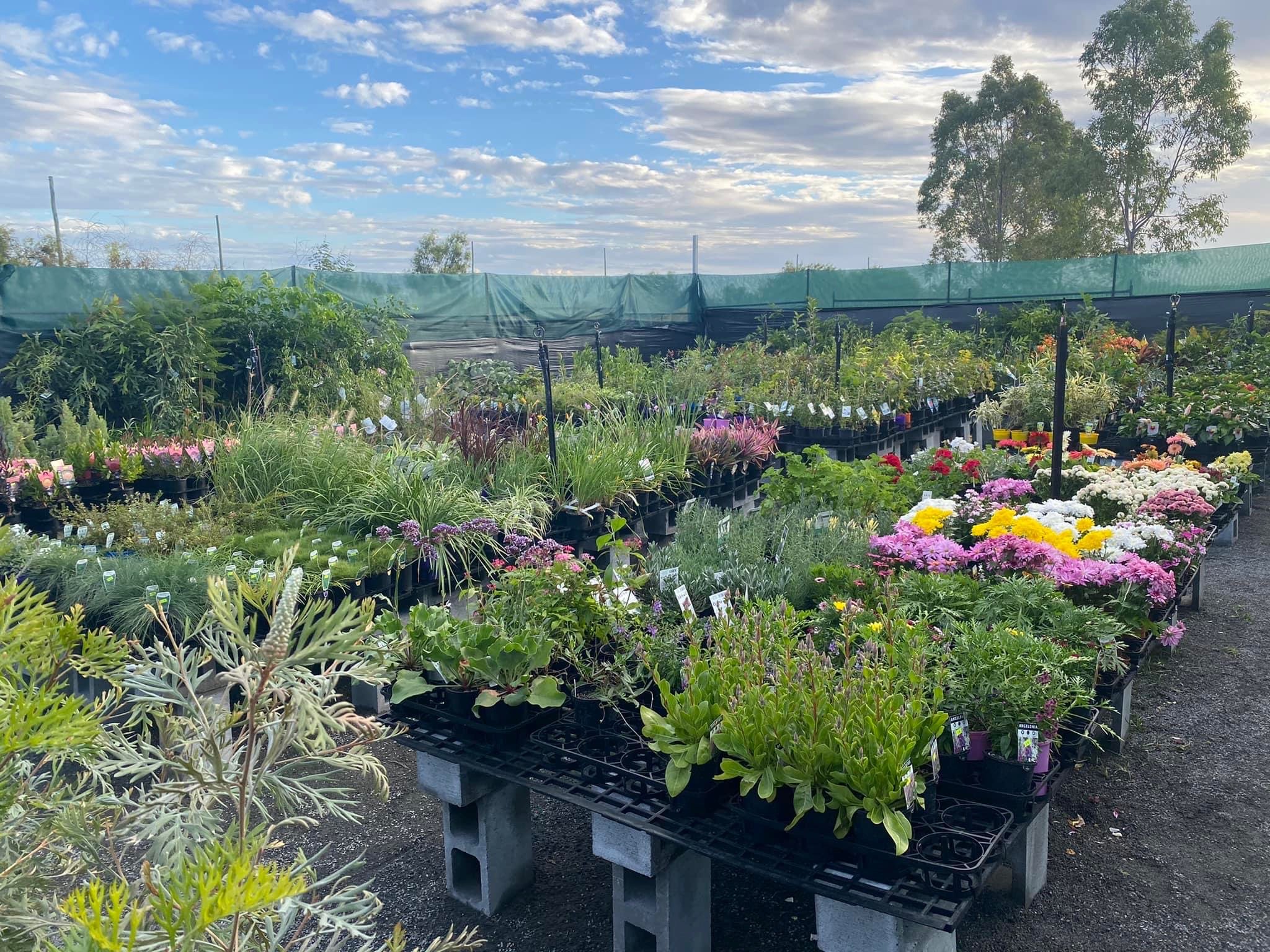 sunny ridge nursery