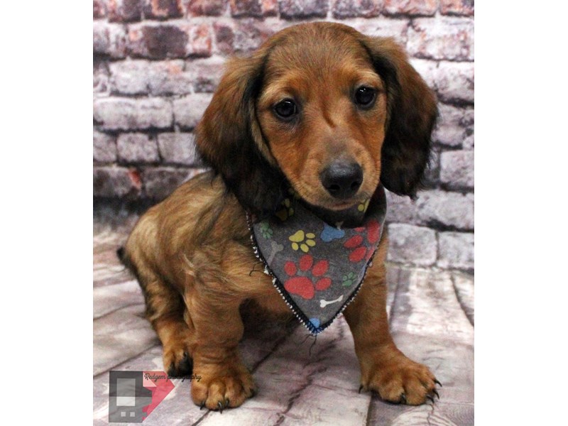 dachshund puppies for sale in kansas