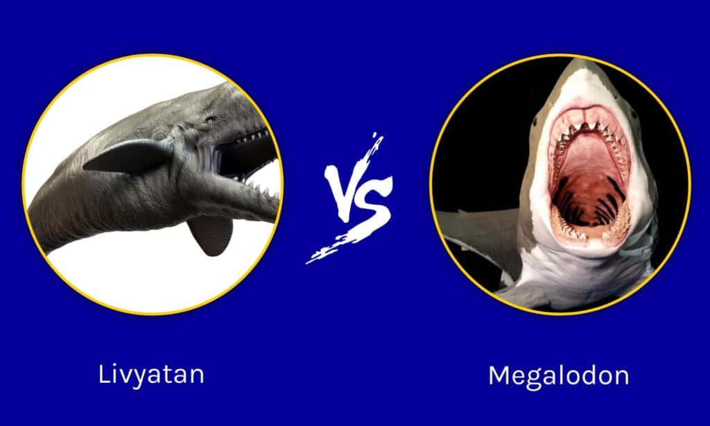 megalodon vs leviathan