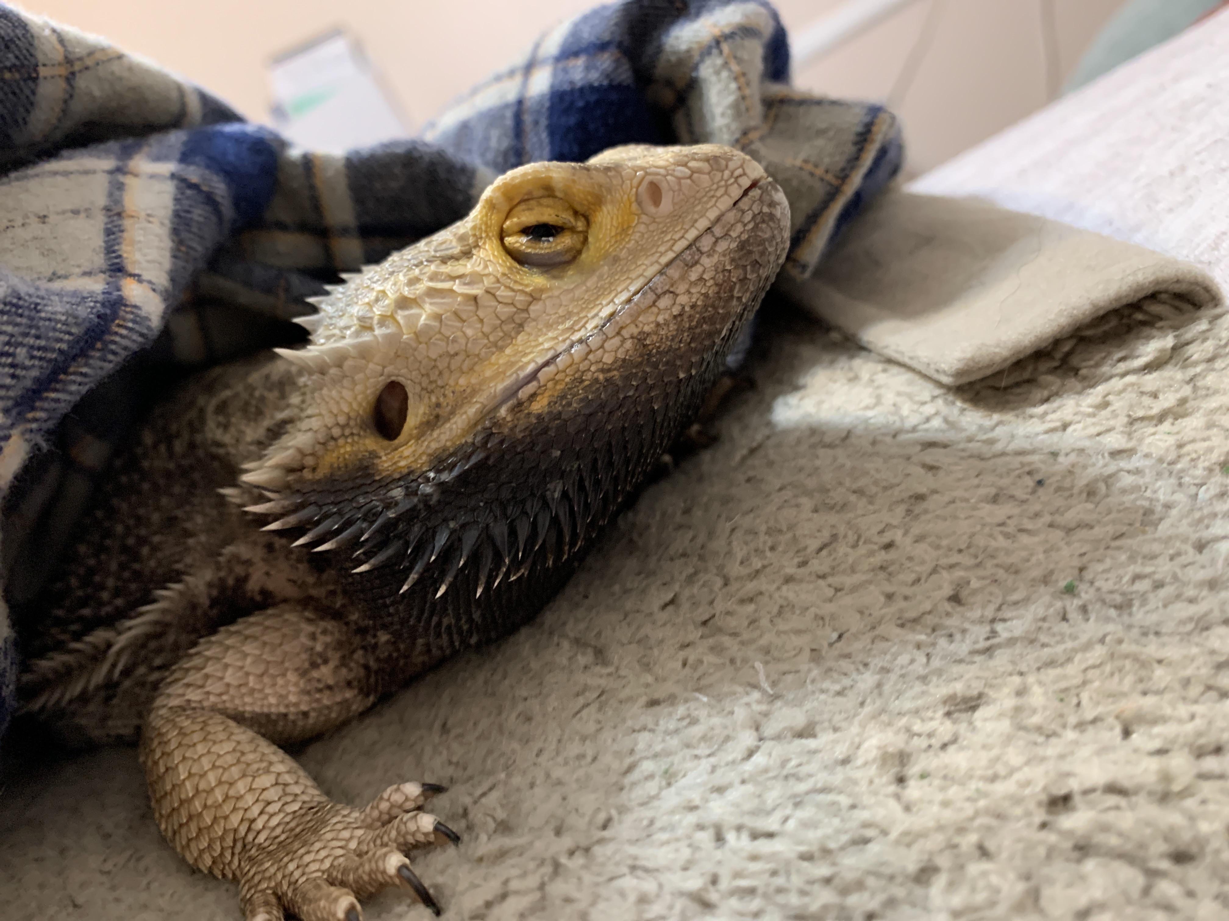 bearded dragon turned black and died