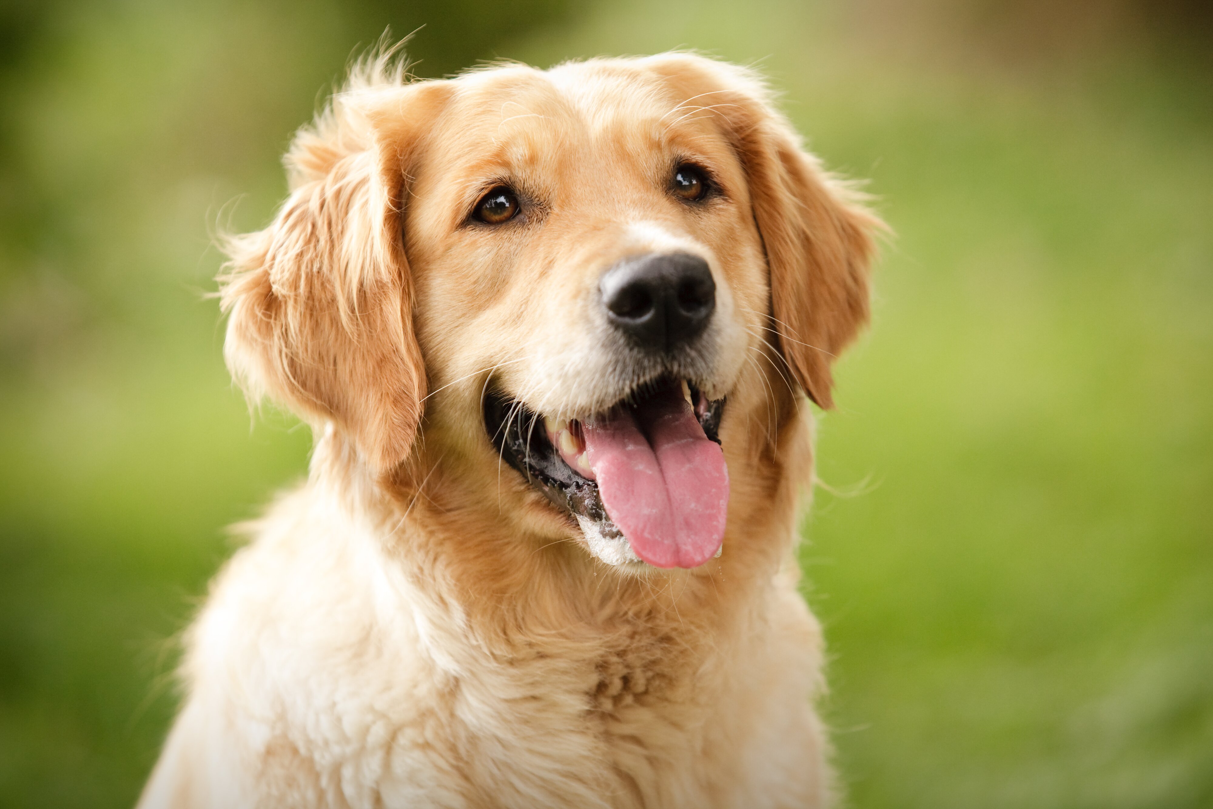 golden retriever cute