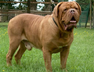 dogue de bordeaux french mastiff for sale