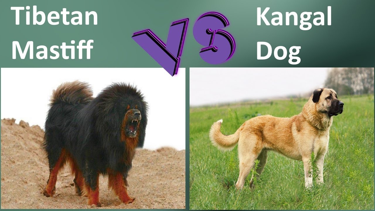 mastiff vs kangal
