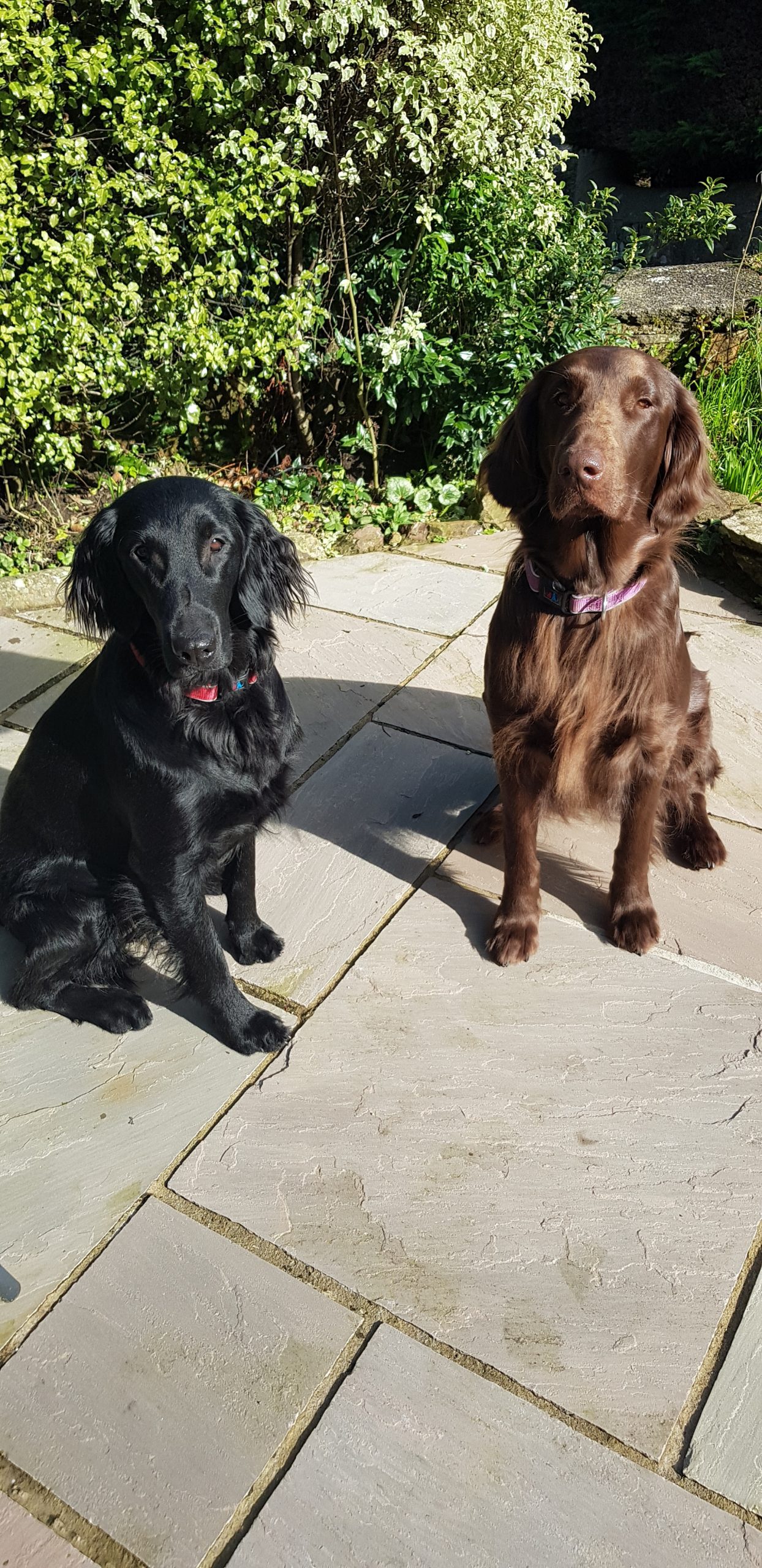 flatcoat puppies for sale uk