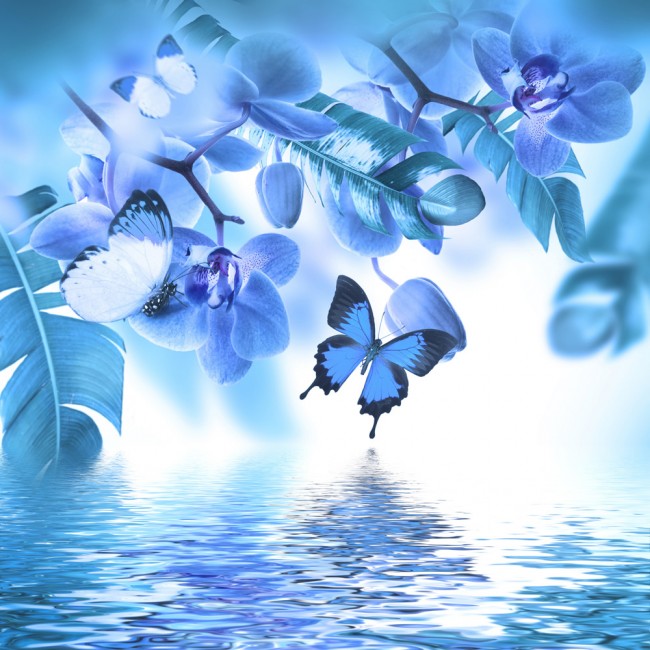 flower and butterfly wallpaper