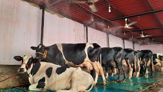 fogger system for dairy farm prices